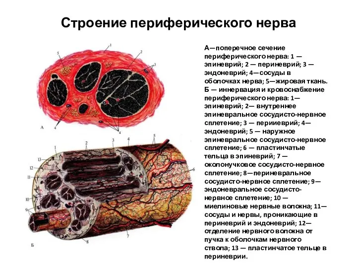 Строение периферического нерва А—поперечное сечение периферического нерва: 1 — эпиневрий; 2 —