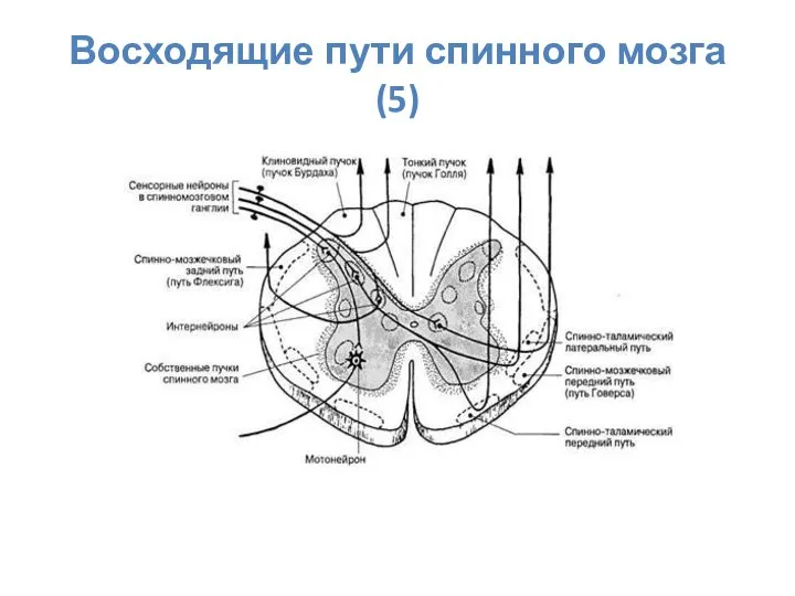 Восходящие пути спинного мозга (5)