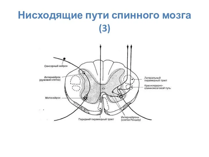 Нисходящие пути спинного мозга (3)