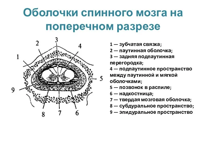 Оболочки спинного мозга на поперечном разрезе 1 — зубчатая связка; 2 —