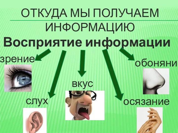 ОТКУДА МЫ ПОЛУЧАЕМ ИНФОРМАЦИЮ Восприятие информации зрение вкус слух обоняние осязание