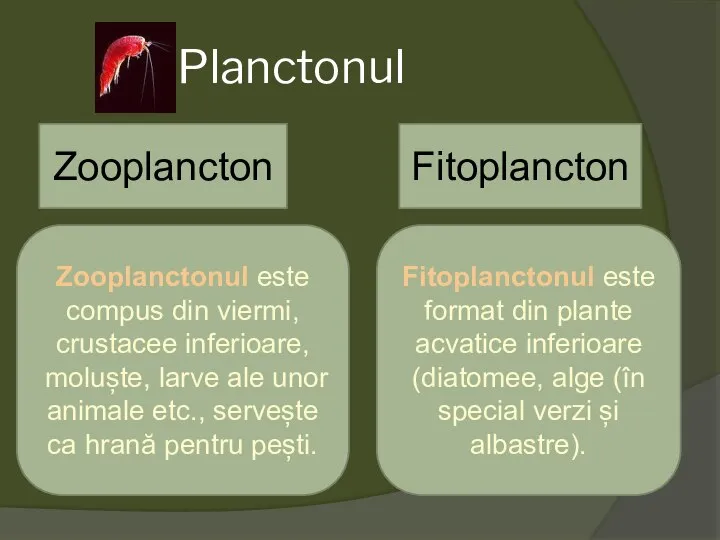 Planctonul Fitoplancton Zooplancton Zooplanctonul este compus din viermi, crustacee inferioare, moluște, larve
