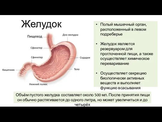 Желудок Полый мышечный орган, расположенный в левом подреберье Желудок является резервуаром для