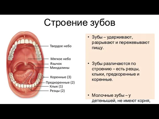Зубы – удерживают, разрывают и пережевывают пищу. Зубы различаются по строению –