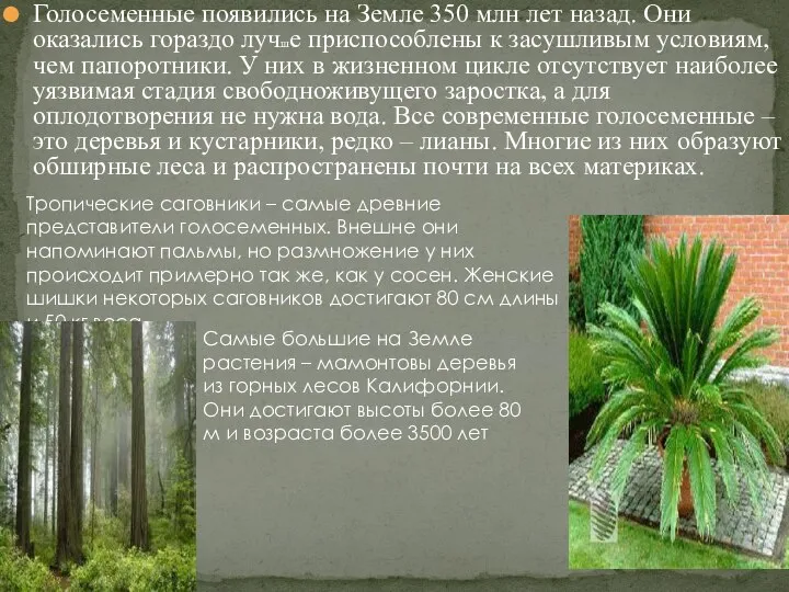 Голосеменные появились на Земле 350 млн лет назад. Они оказались гораздо лучше