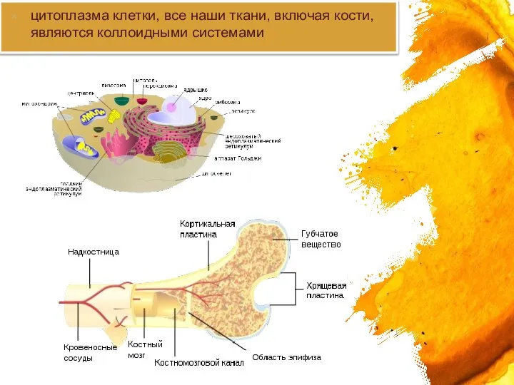 цитоплазма клетки, все наши ткани, включая кости, являются коллоидными системами