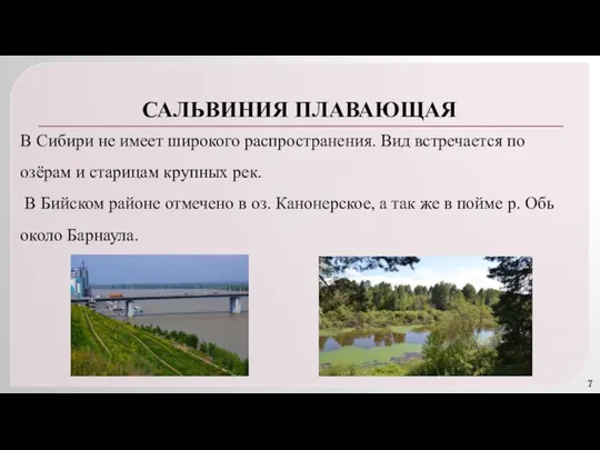 САЛЬВИНИЯ ПЛАВАЮЩАЯ В Сибири не имеет широкого распространения. Вид встречается по озёрам