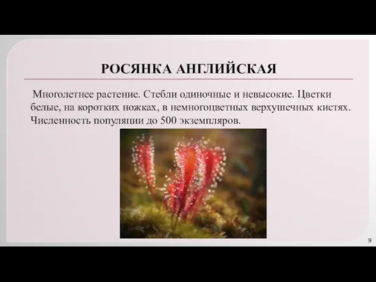 РОСЯНКА АНГЛИЙСКАЯ Многолетнее растение. Стебли одиночные и невысокие. Цветки белые, на коротких