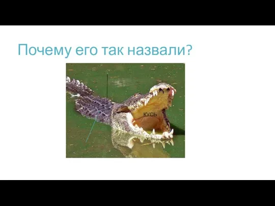 Почему его так назвали? КУСЬ