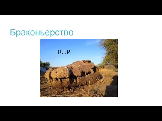 Браконьерство R.I.P.