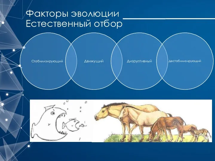 Факторы эволюции Естественный отбор