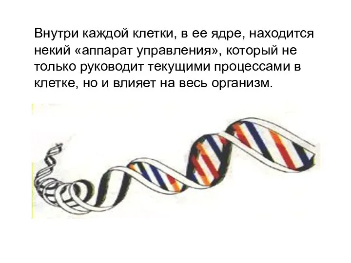 Внутри каждой клетки, в ее ядре, находится некий «аппарат управления», который не