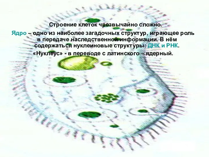 Строение клеток чрезвычайно сложно. Ядро – одно из наиболее загадочных структур, играющее