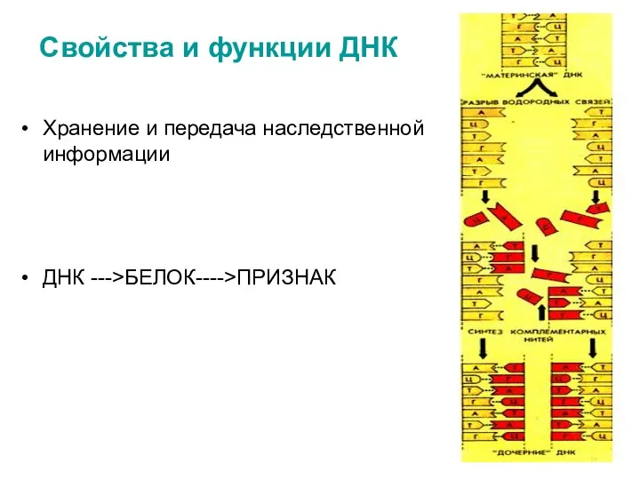 Свойства и функции ДНК Хранение и передача наследственной информации ДНК --->БЕЛОК---->ПРИЗНАК