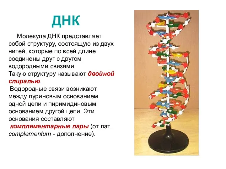 ДНК Молекула ДНК представляет собой структуру, состоящую из двух нитей, которые по