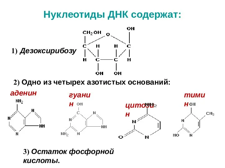 Нуклеотиды ДНК содержат: 1) Дезоксирибозу 2) Одно из четырех азотистых оснований: 3)