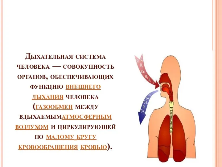 Дыхательная система человека — совокупность органов, обеспечивающих функцию внешнего дыхания человека (газообмен