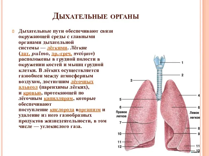 Дыхательные органы Дыхательные пути обеспечивают связи окружающей среды с главными органами дыхательной