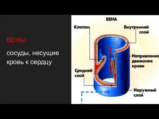 ВЕНЫ сосуды, несущие кровь к сердцу