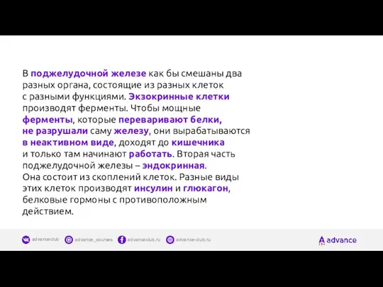 В поджелудочной железе как бы смешаны два разных органа, состоящие из разных