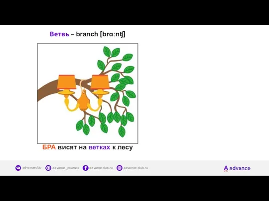 Ветвь – branch [brɑːnʧ] БРА висят на ветках к лесу