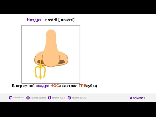 Ноздря – nostril [ˈnɒstrɪl] В огромной ноздре НОСа застрял ТРЕзубец