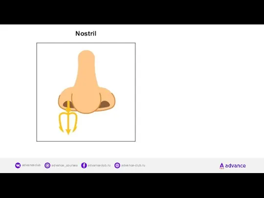 Nostril