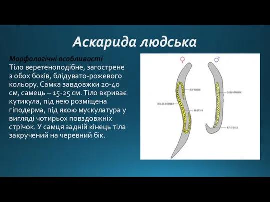 Аскарида людська Морфологічні особливості Тіло веретеноподібне, загострене з обох боків, блідувато-рожевого кольору.