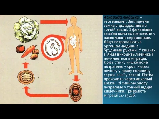 Аскарида людська – геогельмінт. Запліднена самка відкладає яйця в тонкій кишці. З