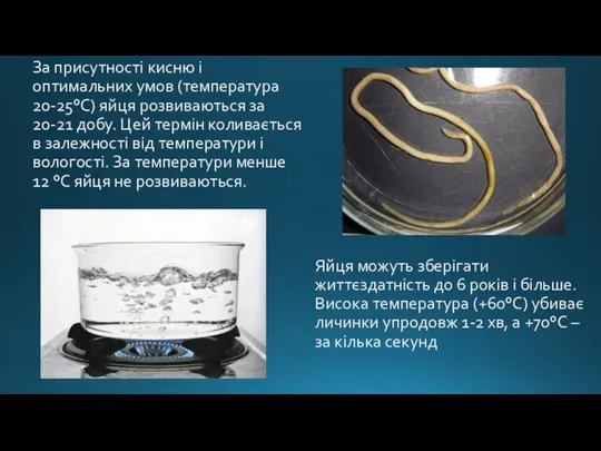 За присутності кисню і оптимальних умов (температура 20-25°C) яйця розвиваються за 20-21