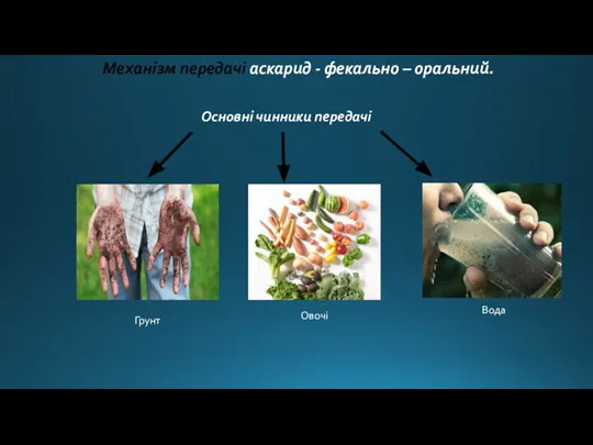 Механізм передачі аскарид - фекально – оральний. Грунт Овочі Вода Основні чинники передачі