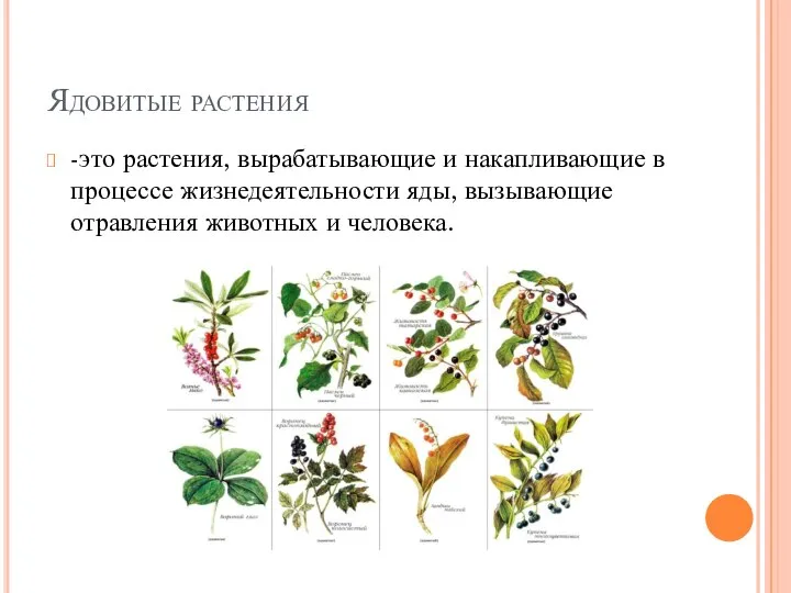 Ядовитые растения -это растения, вырабатывающие и накапливающие в процессе жизнедеятельности яды, вызывающие отравления животных и человека.