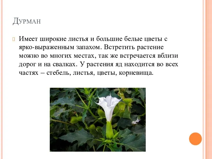 Дурман Имеет широкие листья и большие белые цветы с ярко-выраженным запахом. Встретить