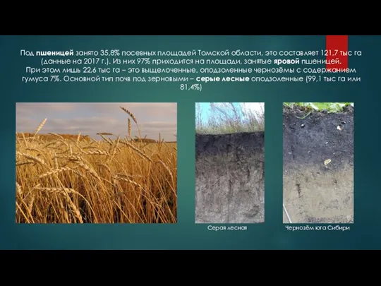 Под пшеницей занято 35,8% посевных площадей Томской области, это составляет 121,7 тыс