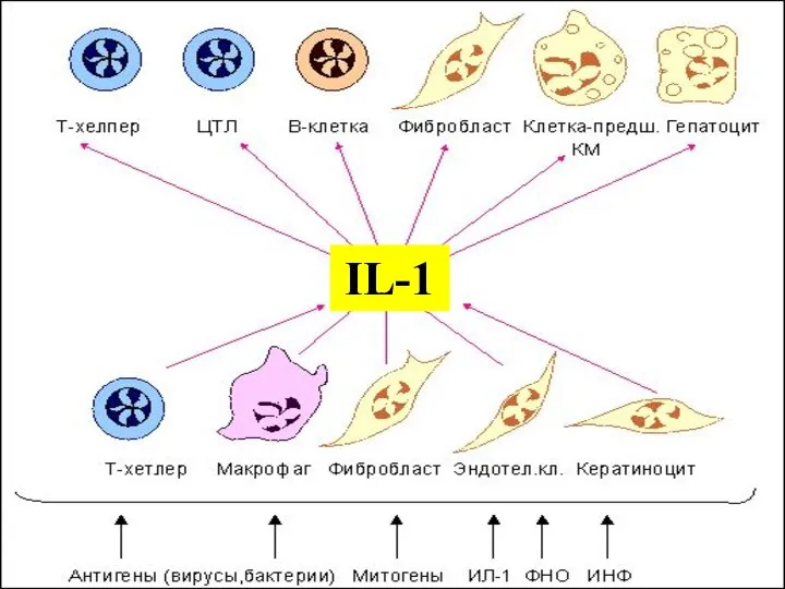 IL-1