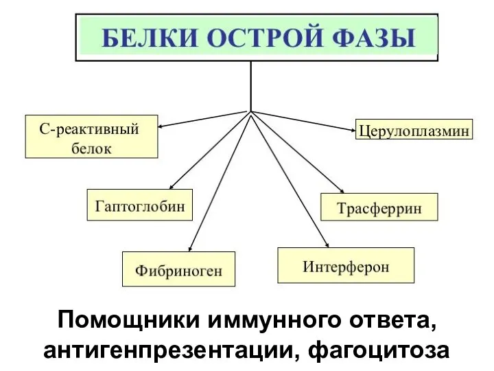 Помощники иммунного ответа, антигенпрезентации, фагоцитоза