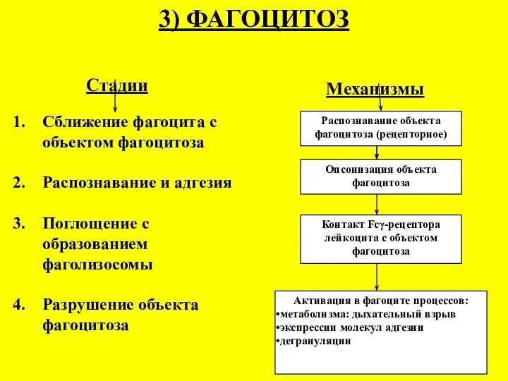 Механизмы 3) ФАГОЦИТОЗ Стадии Сближение фагоцита с объектом фагоцитоза Распознавание и адгезия