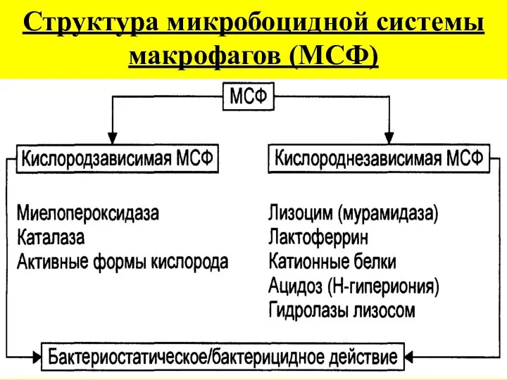 Структура микробоцидной системы макрофагов (МСФ)