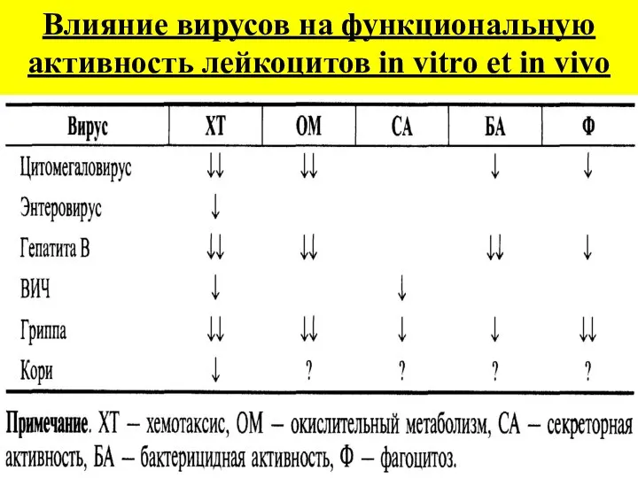 Влияние вирусов на функциональную активность лейкоцитов in vitro et in vivo