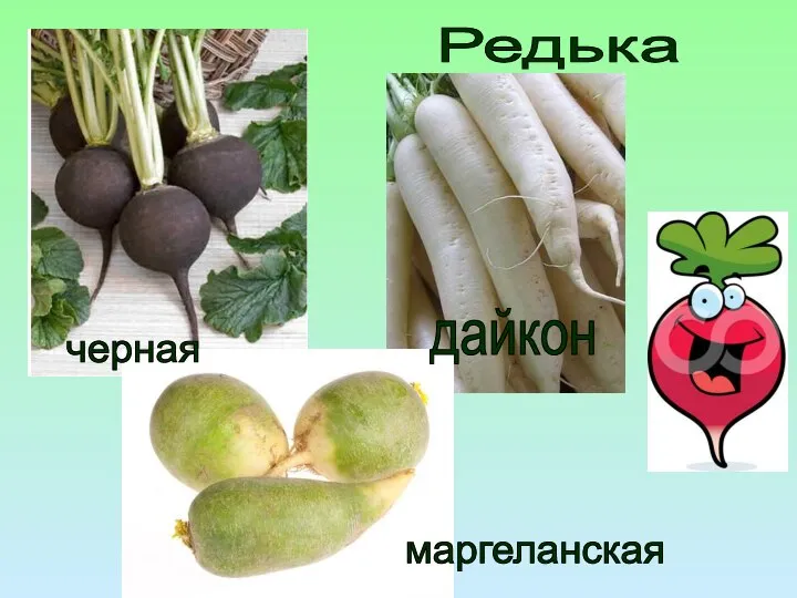 Редька маргеланская дайкон черная