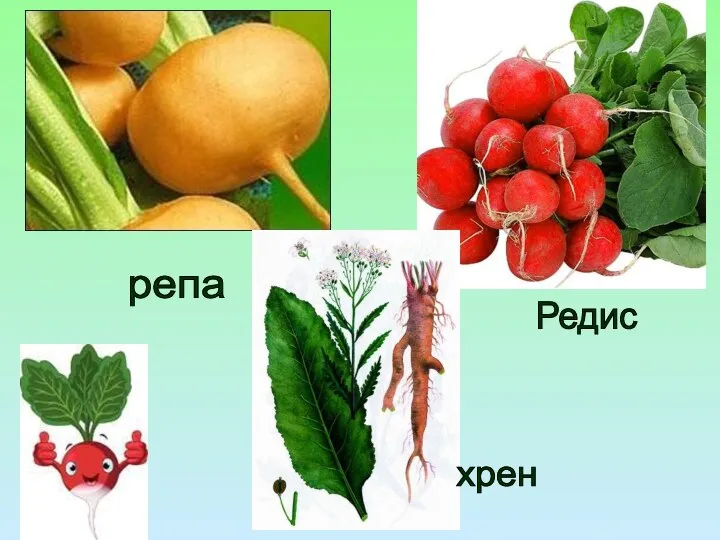 Редис репа хрен