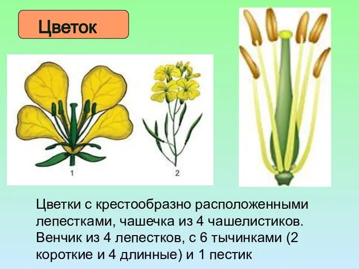 Цветок Цветки с крестообразно расположенными лепестками, чашечка из 4 чашелистиков. Венчик из