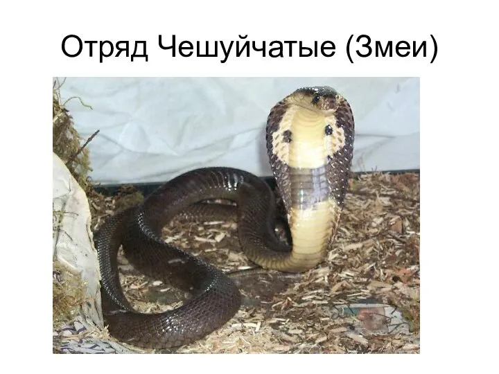 Отряд Чешуйчатые (Змеи)