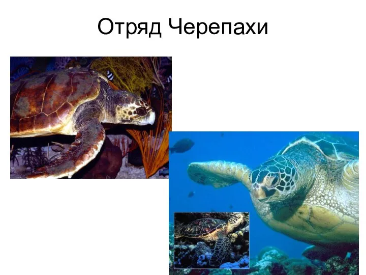 Отряд Черепахи