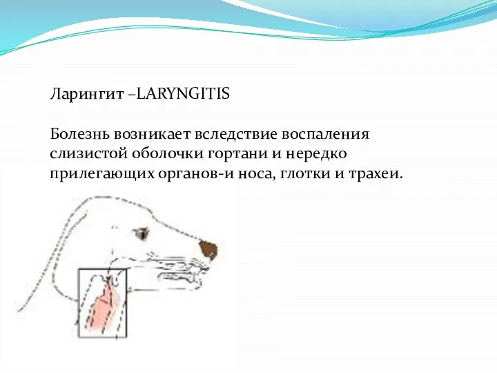 Ларингит –LARYNGITIS Болезнь возникает вследствие воспаления слизистой оболочки гортани и нередко прилегающих