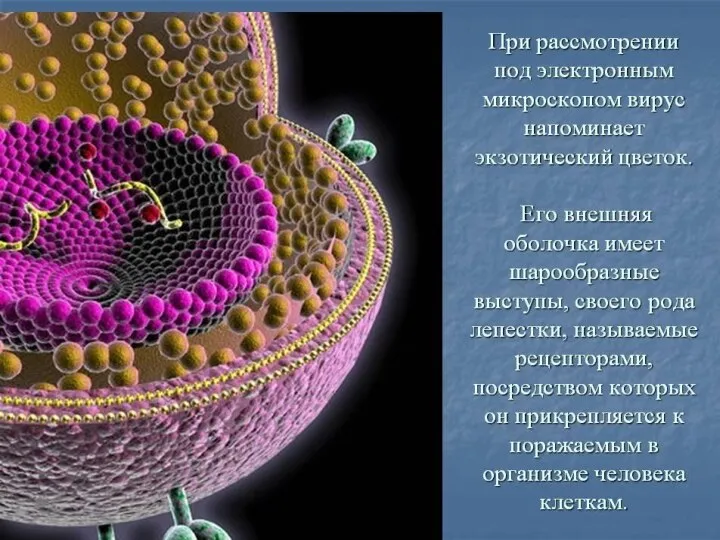 Проникнув в кровь, ВИЧ поражает только Т-лимфоциты и макрофаги. Вирус способен жить