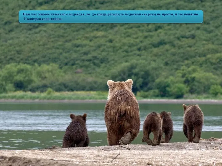 Нам уже многое известно о медведях, но до конца раскрыть медвежьи секреты