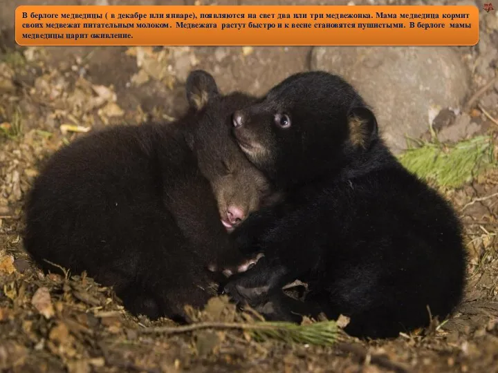 В берлоге медведицы ( в декабре или январе), появляются на свет два