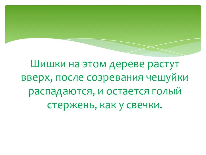 Шишки на этом дереве растут вверх, после созревания чешуйки распадаются, и остается