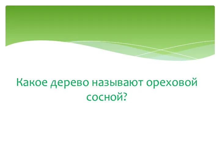 Какое дерево называют ореховой сосной?